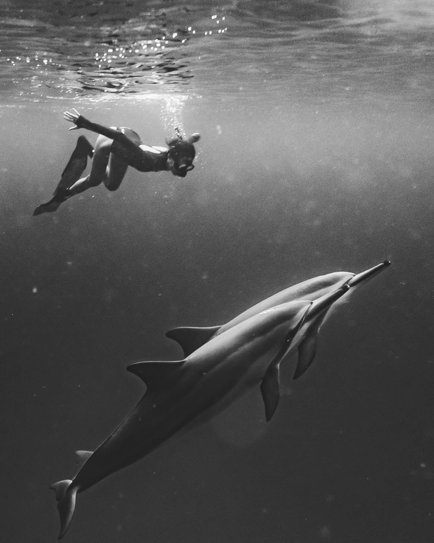 A black-and-white underwater photograph of a swimmer above two dolphins.